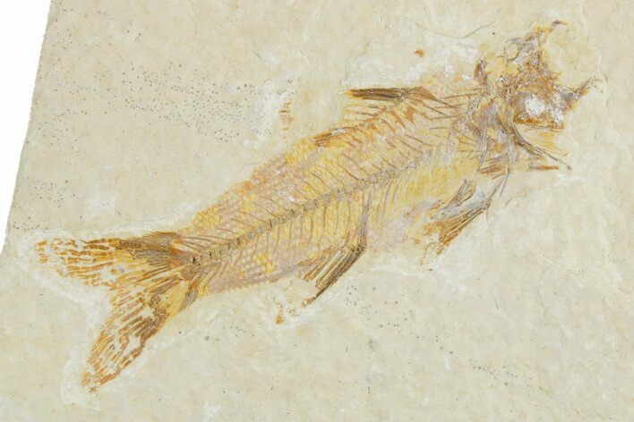Fossil Fish (Amphiplaga) - Uncommon Species #357657